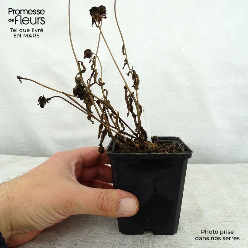 Spécimen de Helenium Windley - Hélénie jaune-orangé. Godet de 8/9 cm tel que livré au printemps