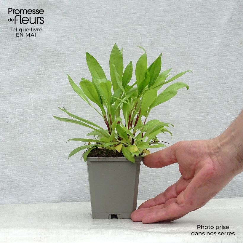 Spécimen de Helenium autumnale Pumilum Magnificum - Hélénie d'automne Godet de 8/9 cm tel que livré au printemps