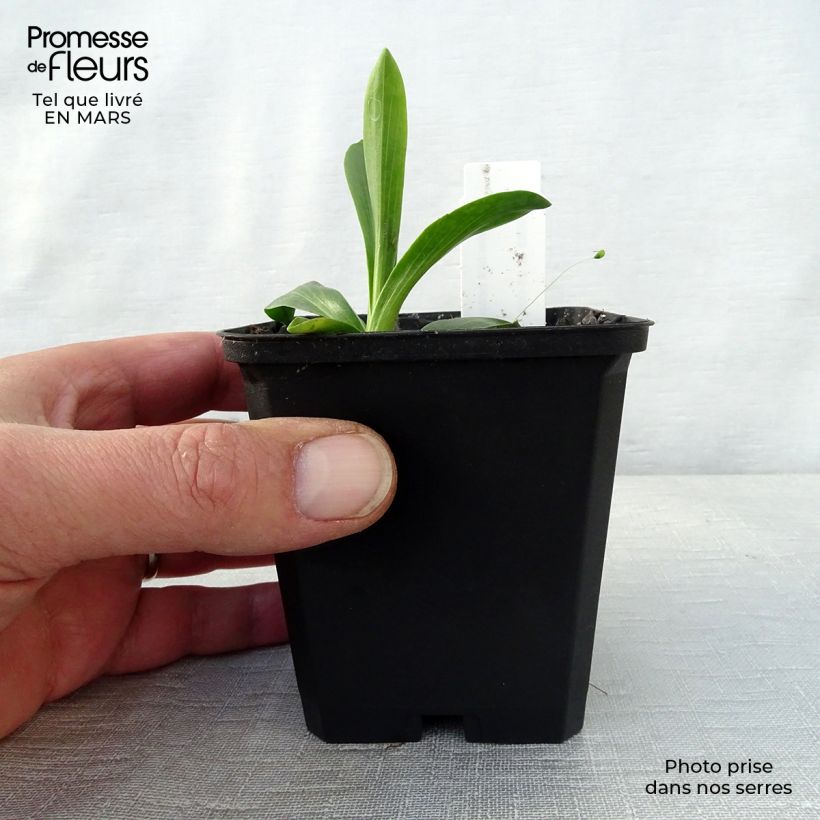 Spécimen de Hélénium hoopesii - Hélénie de Hoopes Godet de 8/9 cm tel que livré au printemps