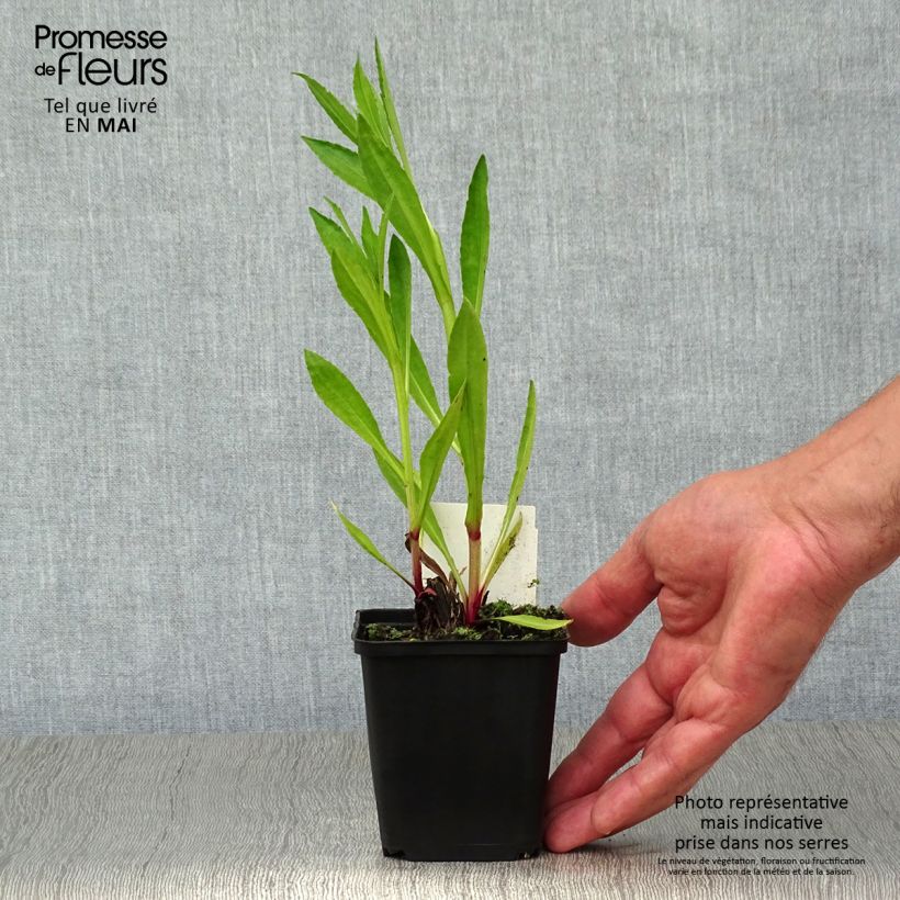 Spécimen de Hélénium hybride Moerheim Beauty, Hélènie Godet de 8/9 cm tel que livré au printemps