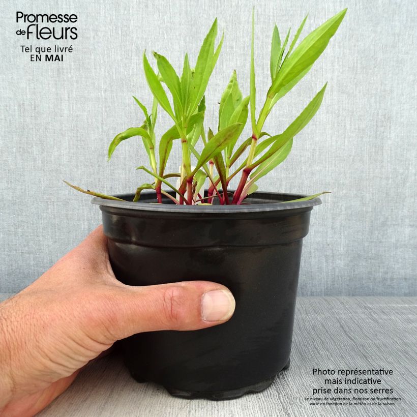 Spécimen de Hélénium hybride Moerheim Beauty, Hélènie Pot de 2L/3L tel que livré au printemps