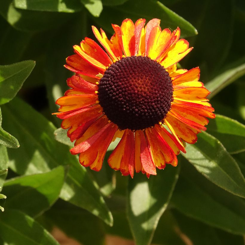 Helenium Short'n 'Sassy - Hélénie jaune orangé. (Floraison)
