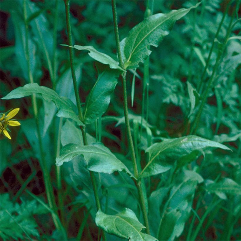 Helianthella quinquenervis - Petit tournesol à cinq nervures (Feuillage)