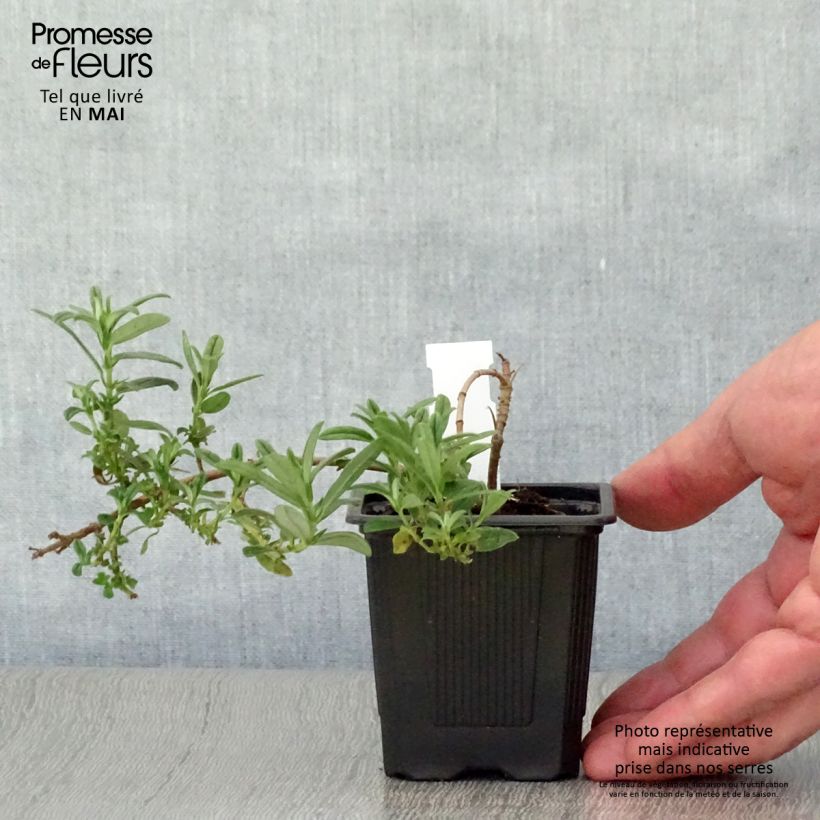 Spécimen de Helianthemum Ben Fhada - Hélianthème jaune vif à cœur orange Godet de 7/8 cm tel que livré au printemps