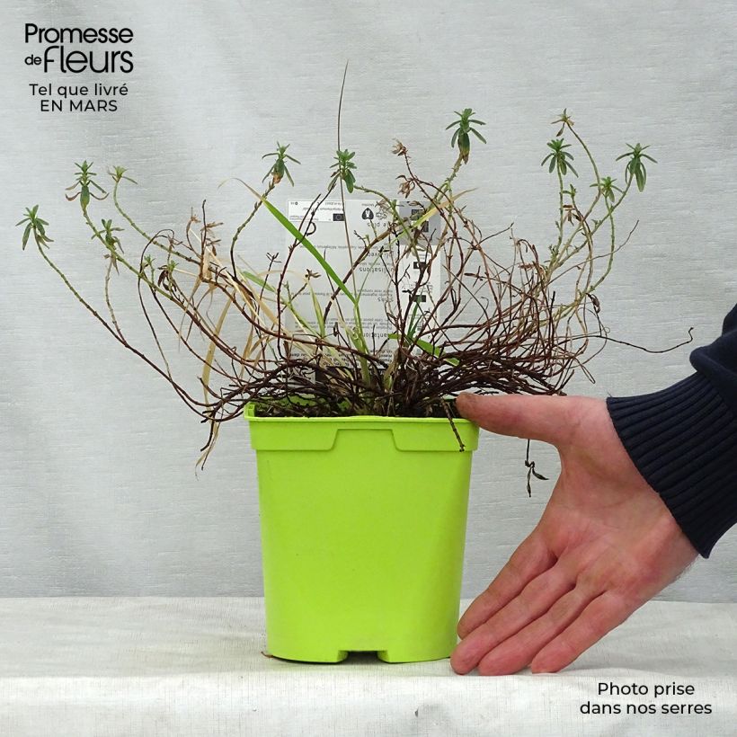 Spécimen de Helianthemum Ben Fhada - Hélianthème jaune vif à cœur orange Pot de 2L/3L tel que livré au printemps