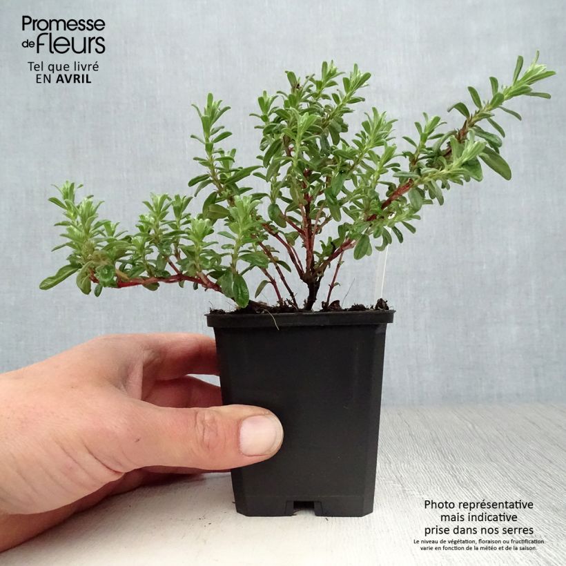 Spécimen de Helianthemum Ben Hope - Hélianthème rose carminé. Godet de 8/9 cm tel que livré au printemps