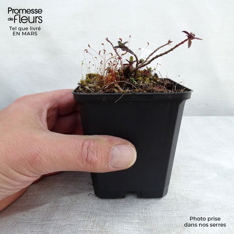 Example of Helianthemum Elfenbeinglanz - Hélianthème jaune et blanc Godet de 8/9 cm as you get in printemps