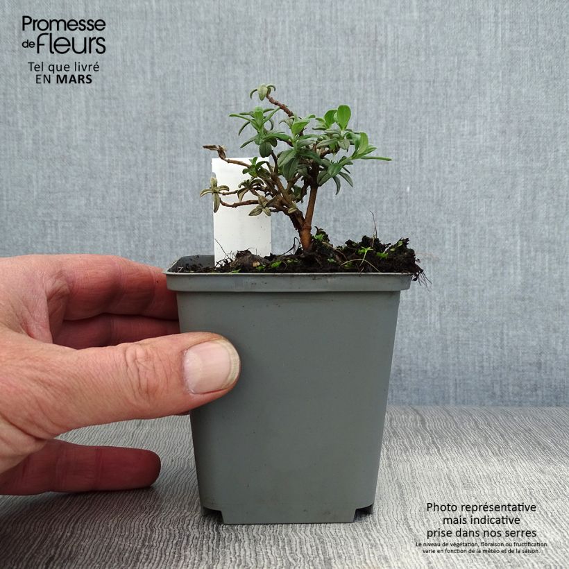 Spécimen de Helianthemum Fire Dragon - Hélianthème orange et rouge Godet de 8/9 cm tel que livré au printemps