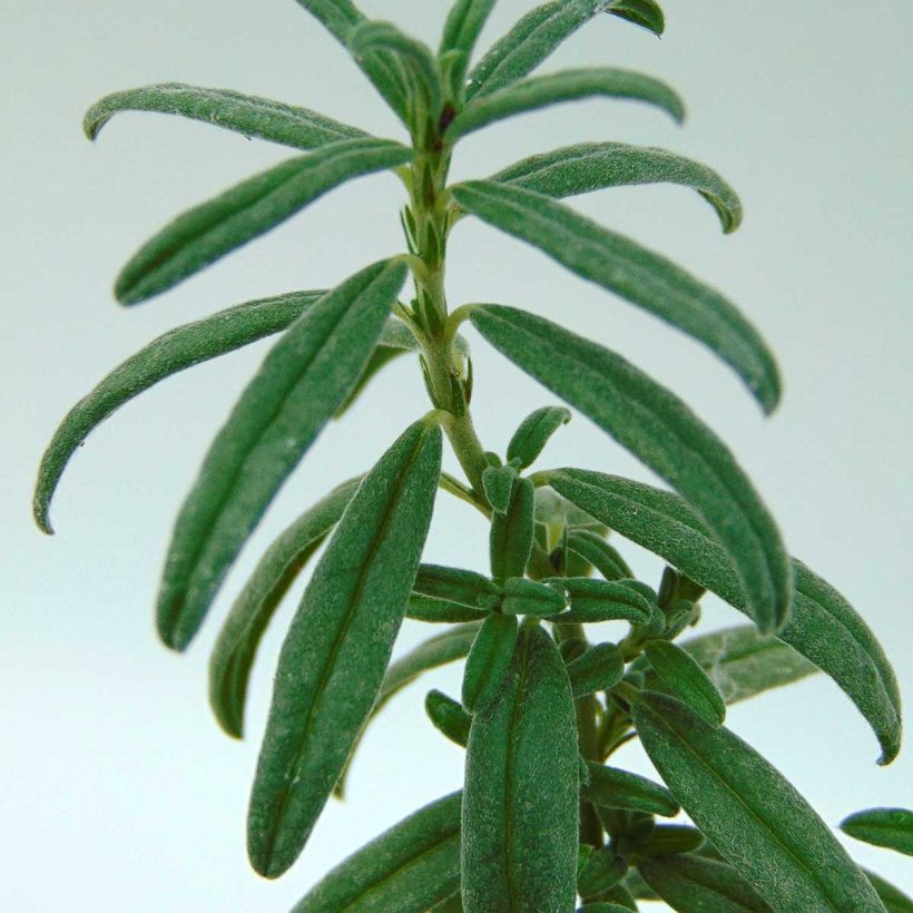 Hélianthème Raspberry Ripple (Foliage)