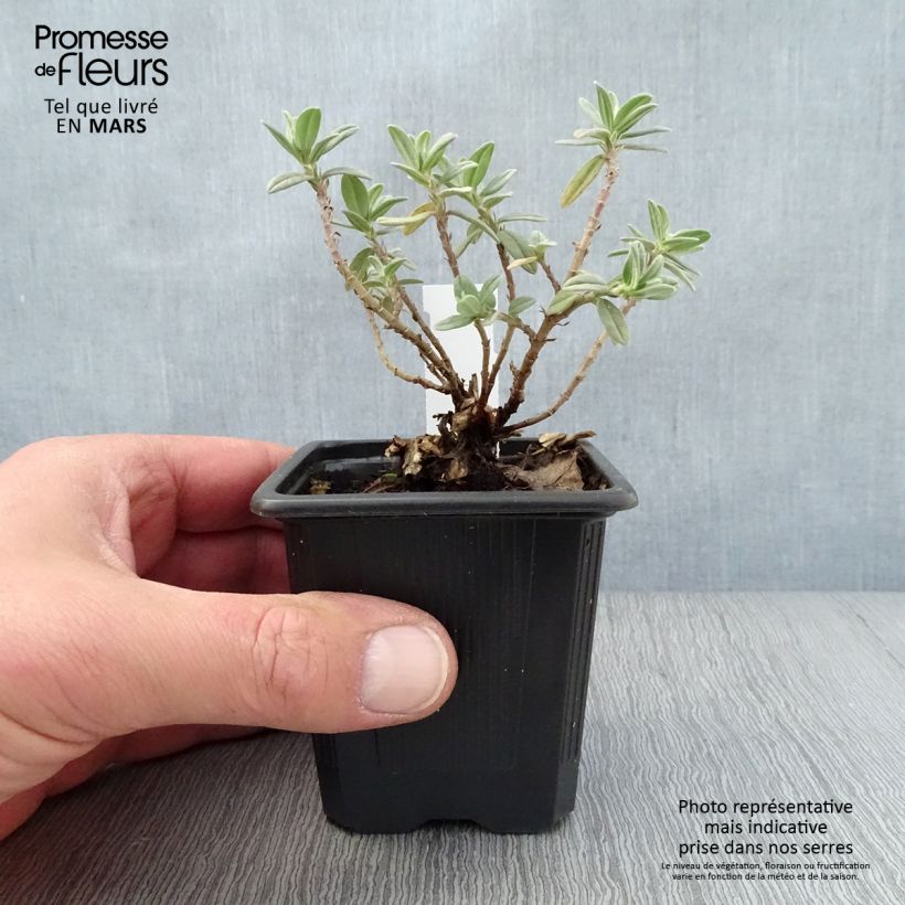 Spécimen de Helianthemum Tomato Red - Hélianthème Godet de 8/9 cm tel que livré au printemps