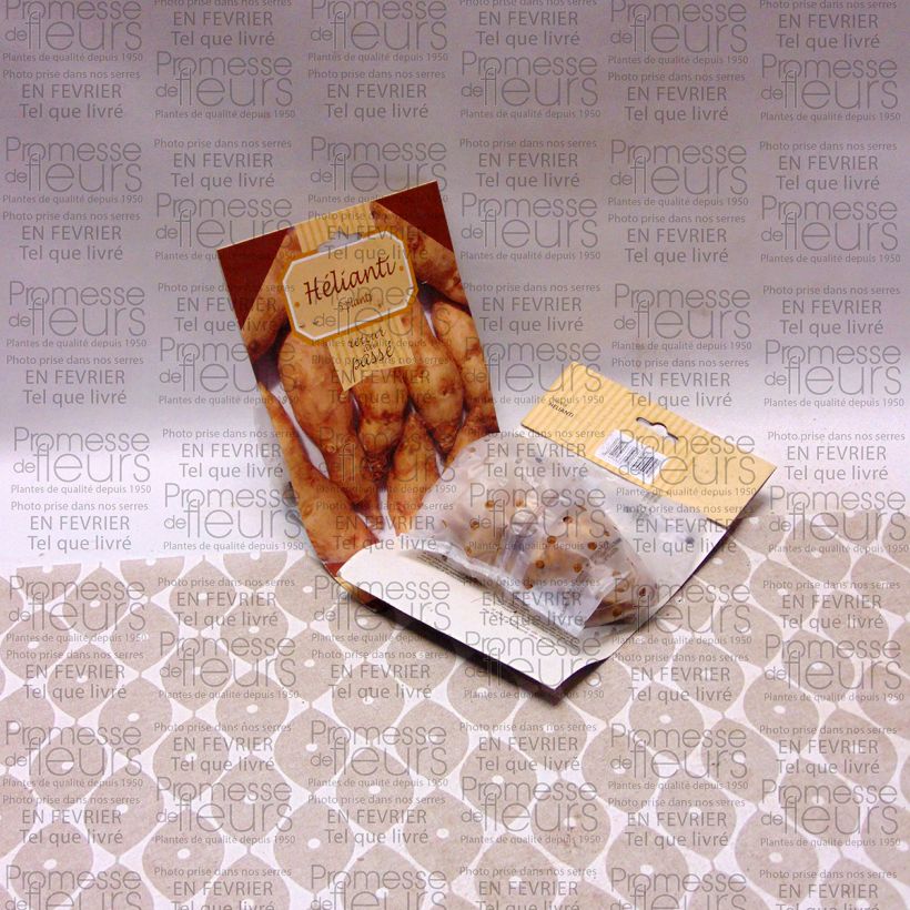 Exemple de spécimen de Hélianthi - Hélianthus strumosus Pièce, 5 plants tel que livré