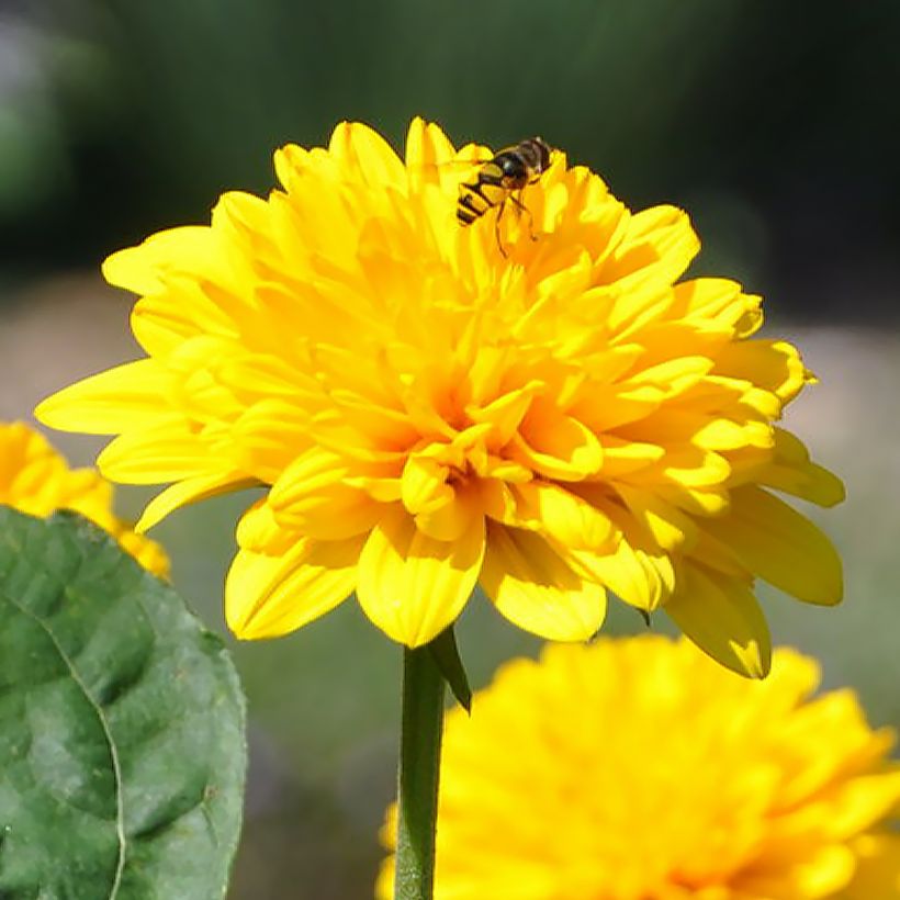 Helianthus Sunshine Daydream - Soleil vivace (Floraison)
