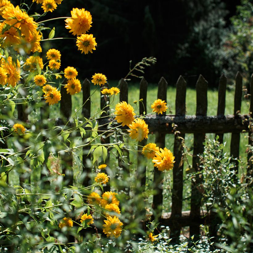 Helianthus Sunshine Daydream - Soleil vivace (Port)