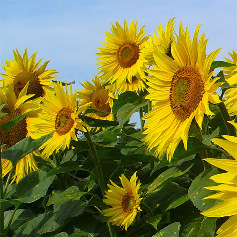Graines de Tournesol Valentine - Helianthus annuus (Floraison)