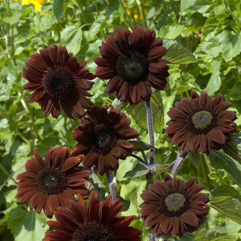 Graines de Tournesol Claret F1 - Helianthus annuus (Floraison)