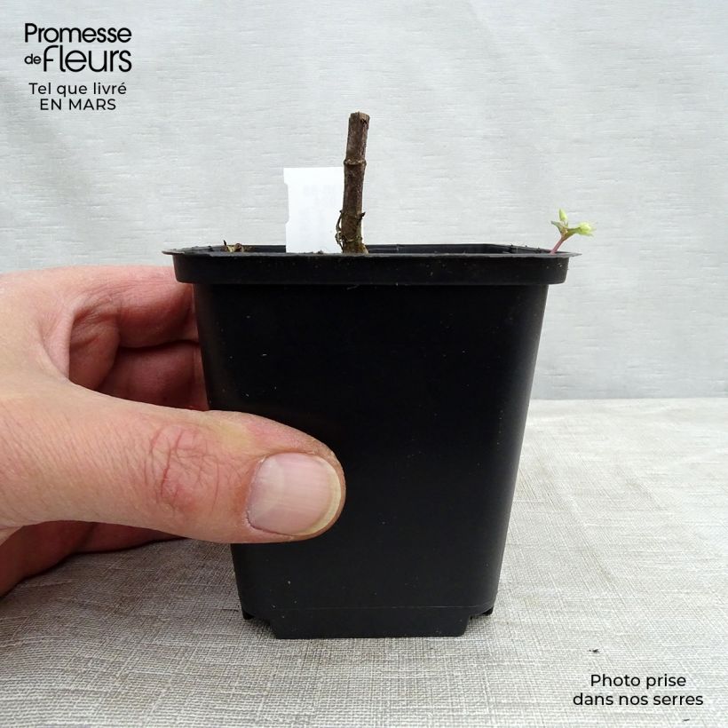 Spécimen de Helianthus decapetalus Capenoch Star - Soleil vivace Godet de 8/9 cm tel que livré au printemps