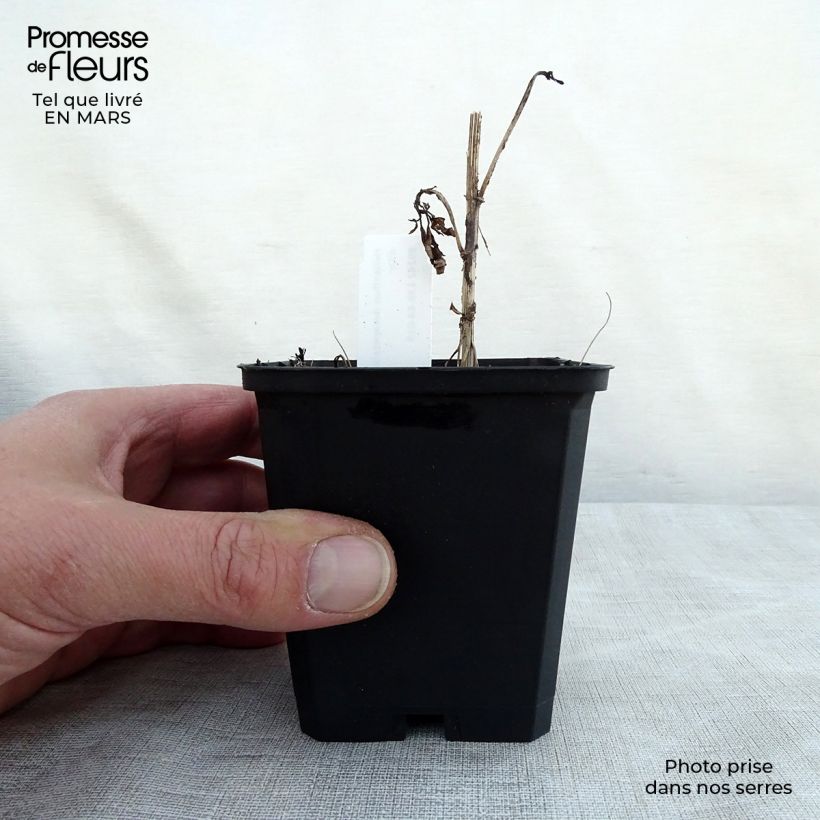 Spécimen de Helianthus decapetalus Soleil d'Or - Soleil vivace Godet de 8/9 cm tel que livré au printemps