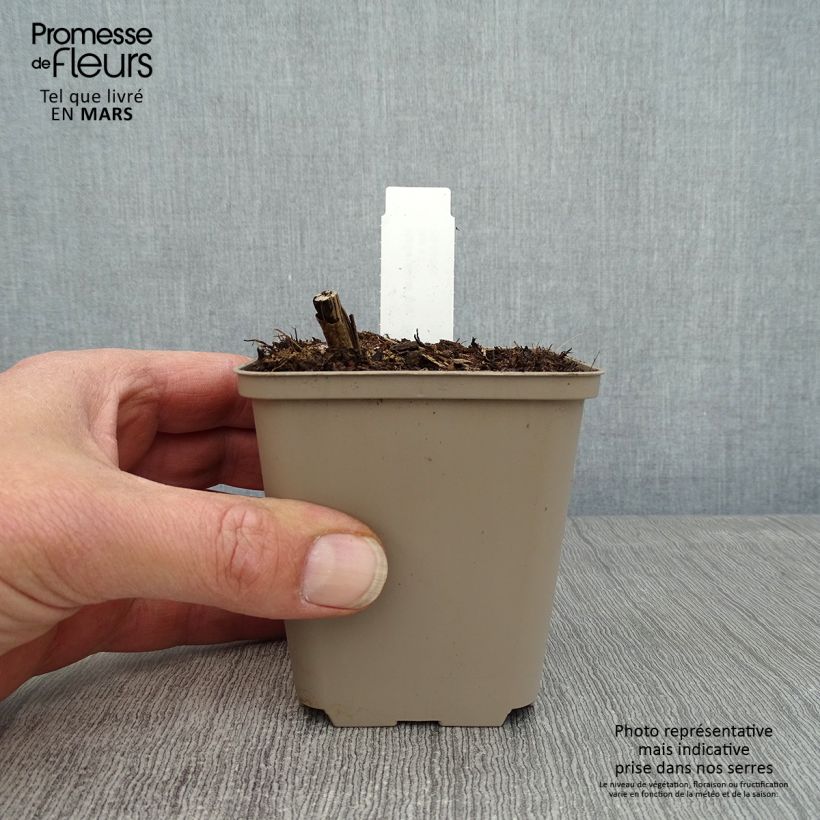 Example of Helianthus giganteus Sheila's Sunshine - Soleil vivace géant Godet de 8/9 cm as you get in printemps