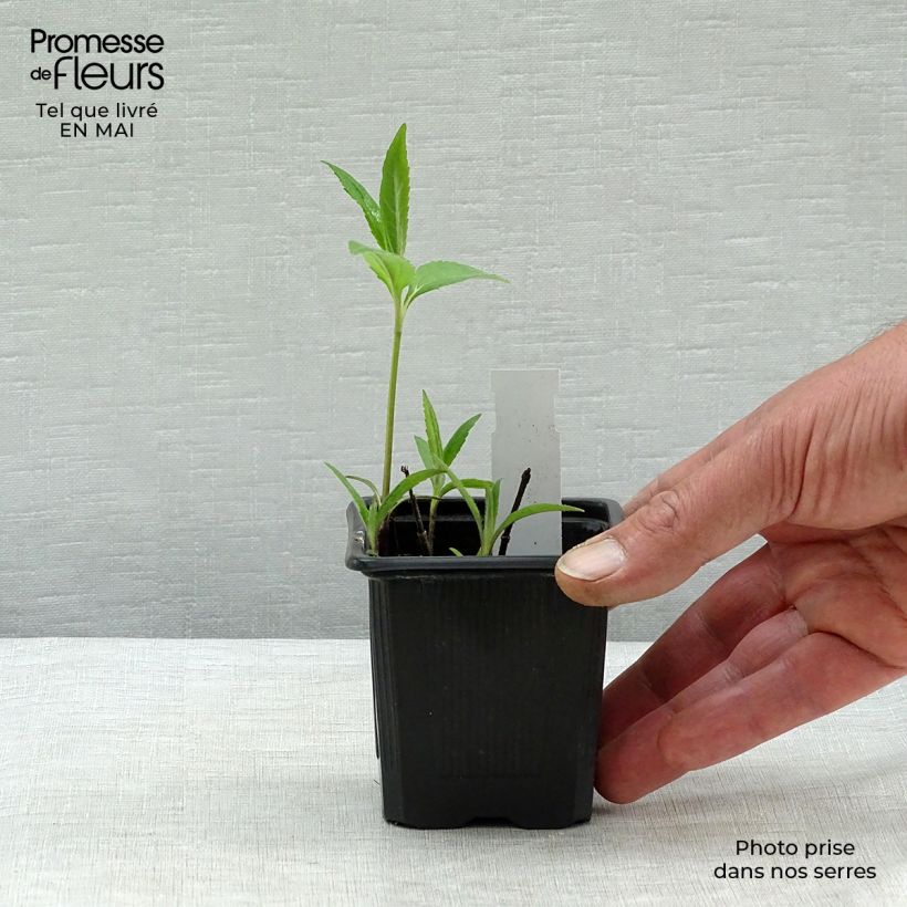 Spécimen de Helianthus microcephalus - Soleil vivace à petites fleurs Godet de 8/9 cm tel que livré au printemps