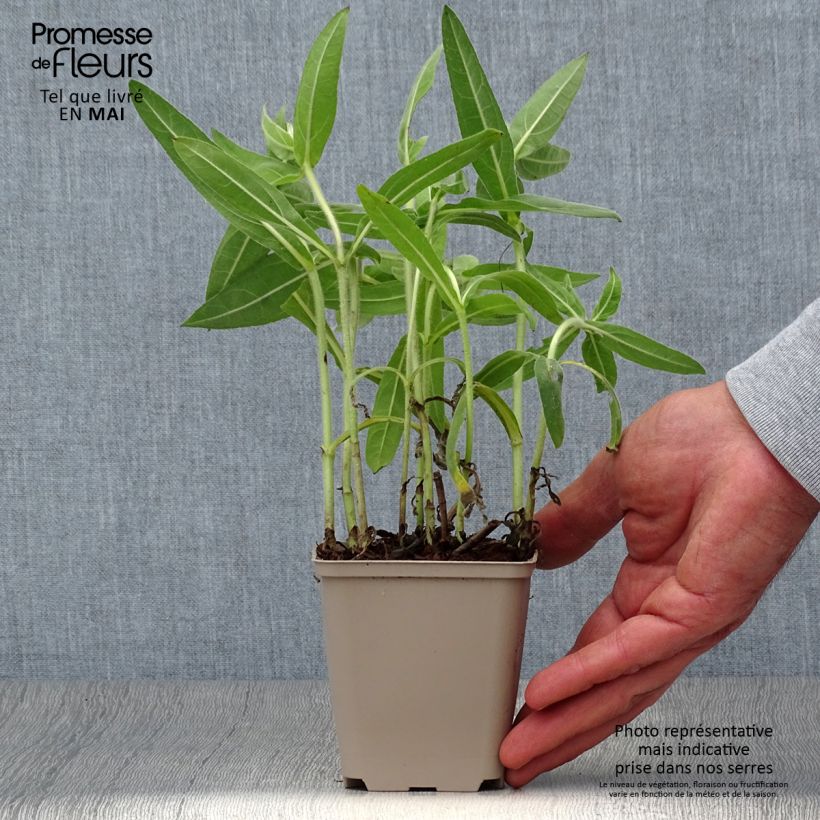 Spécimen de Helianthus mollis - Soleil vivace  Godet de 8/9 cm tel que livré au printemps