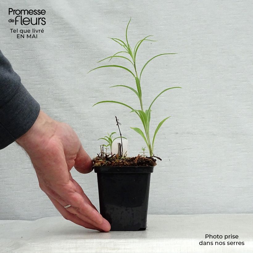 Example of Helianthus salicifolius - Soleil Vivace Godet de 8/9 cm as you get in printemps