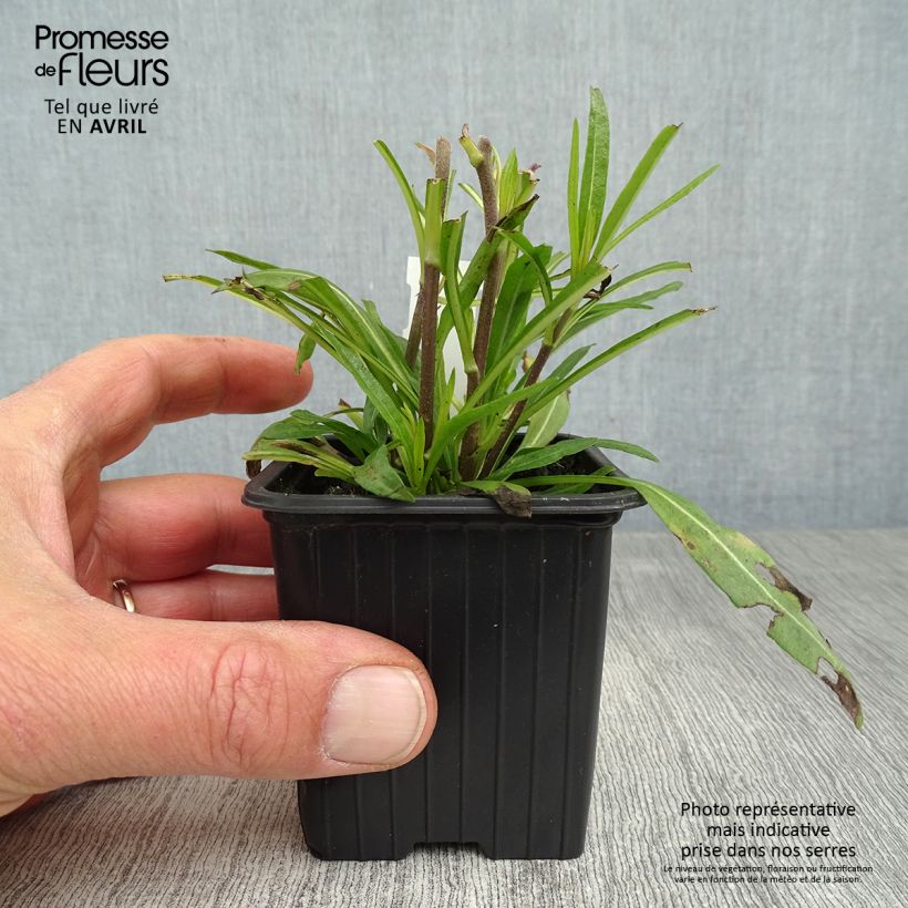 Spécimen de Helianthus salicifolius Table Mountain - Soleil vivace à feuilles de saule Godet de 8/9 cm tel que livré au printemps