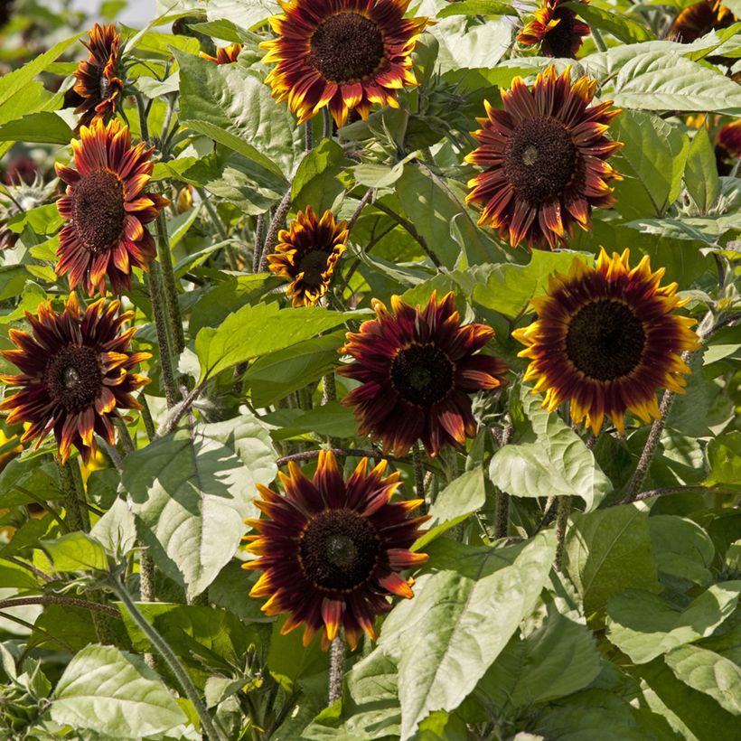 Graines de Tournesol Schock-o-Lat F1 - Helianthus annuus  (Floraison)