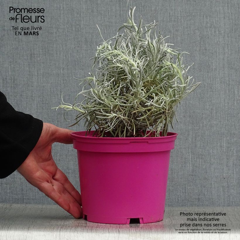 Spécimen de Helichrysum Korma - Immortelle d'Italie, plante curry Pot de 2L/3L tel que livré au printemps