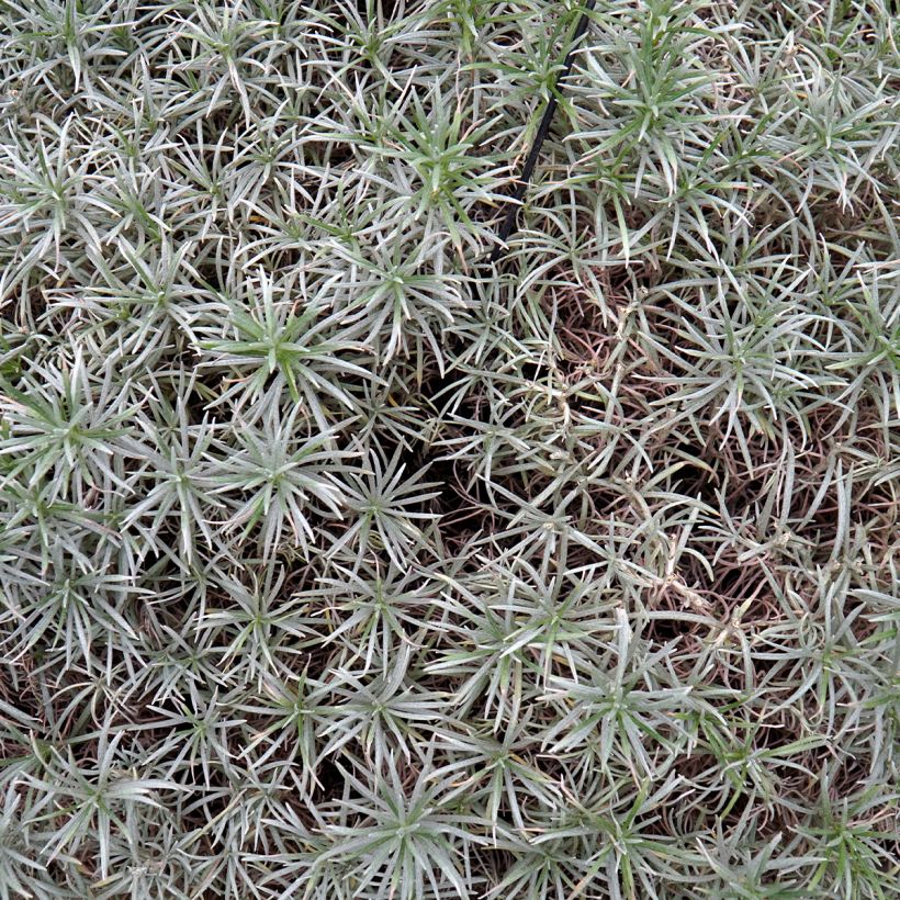 Helichrysum angustifolium Tall Curry - Plante curry (Feuillage)