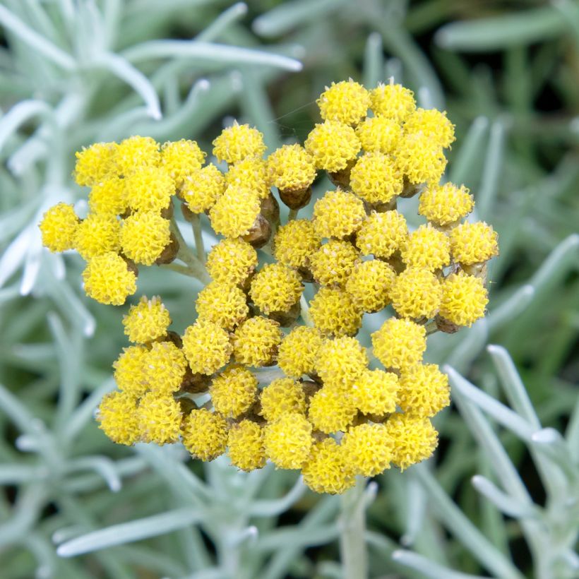 Helichrysum angustifolium Tall Curry - Plante curry (Floraison)