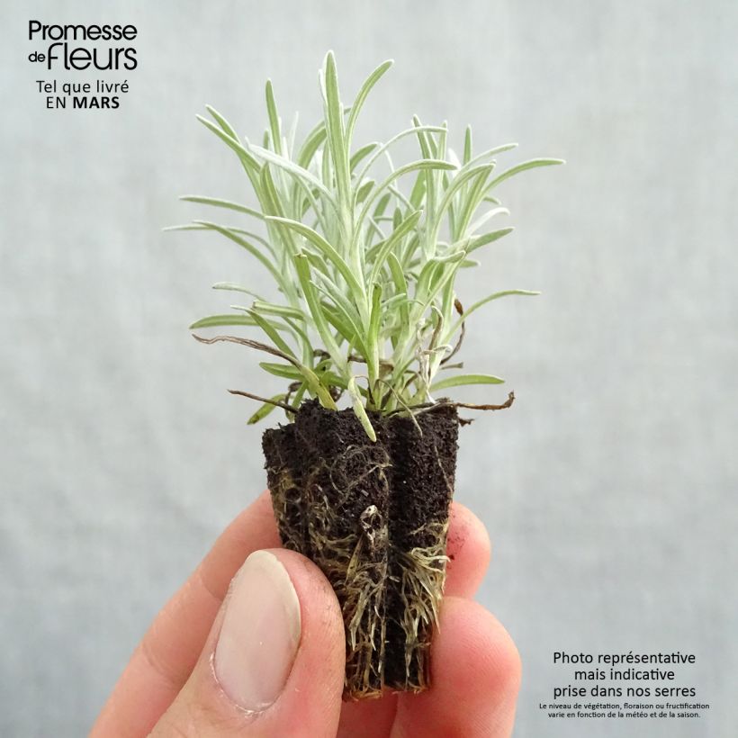 Spécimen de Helichrysum italicum - Plante-curry BIO en plants Mini-motte Ø 3/4 cm tel que livré au printemps