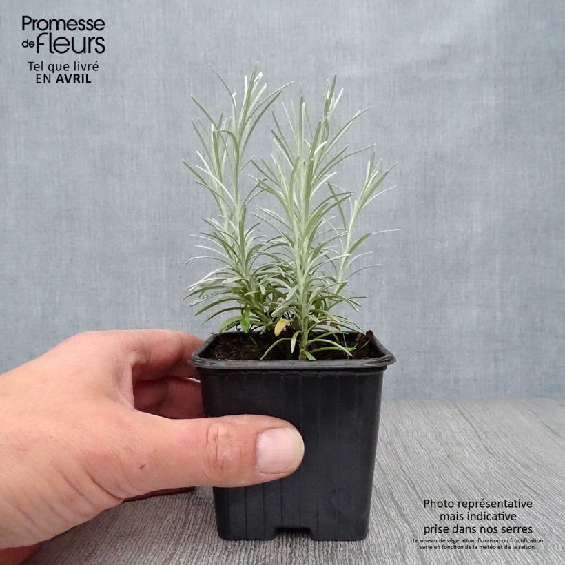 Example of Helichrysum italicum - Plante-curry Godet de 7/8 cm as you get in printemps