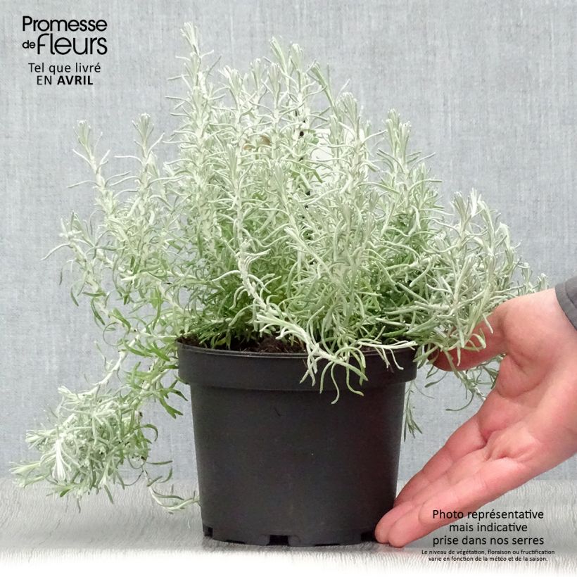 Spécimen de Helichrysum italicum ssp. microphyllum - Plante curry Pot de 1,5L/2L tel que livré au printemps