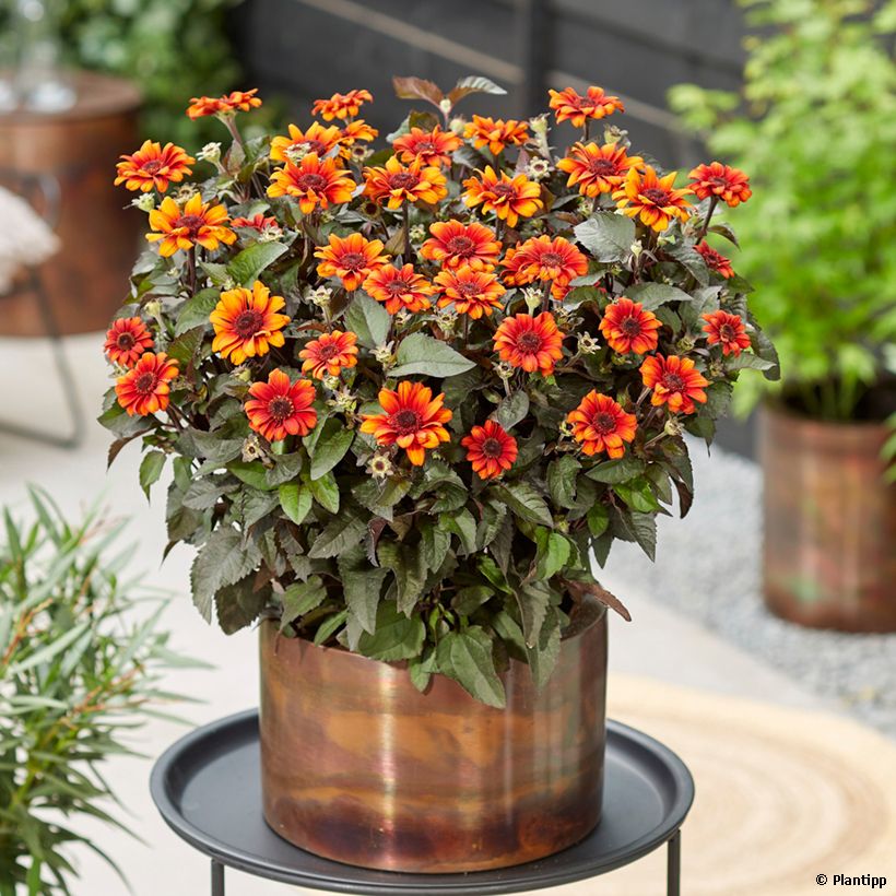 Heliopsis Luna Roja - Héliopsis faux hélianthe (Port)