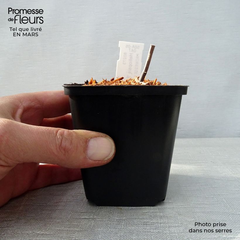 Spécimen de Heliopsis Summer Pink - Héliopsis faux hélianthe Godet de 8/9 cm tel que livré au printemps