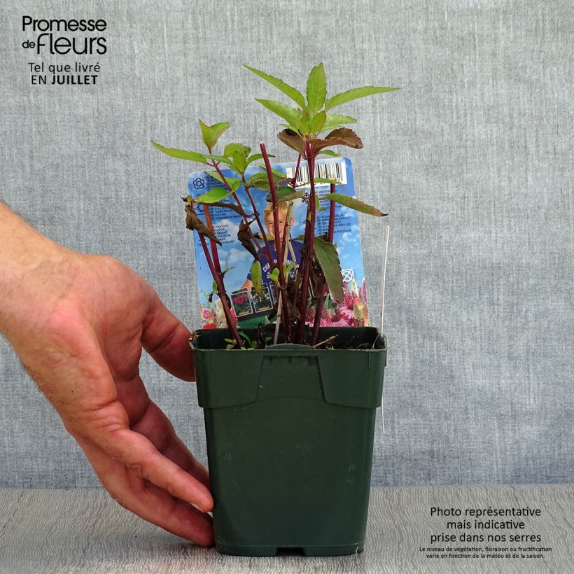 Spécimen de Heliopsis helianthoides Burning Hearts - Héliopsis faux hélianthe  Godet de 8/9 cm tel que livré en été