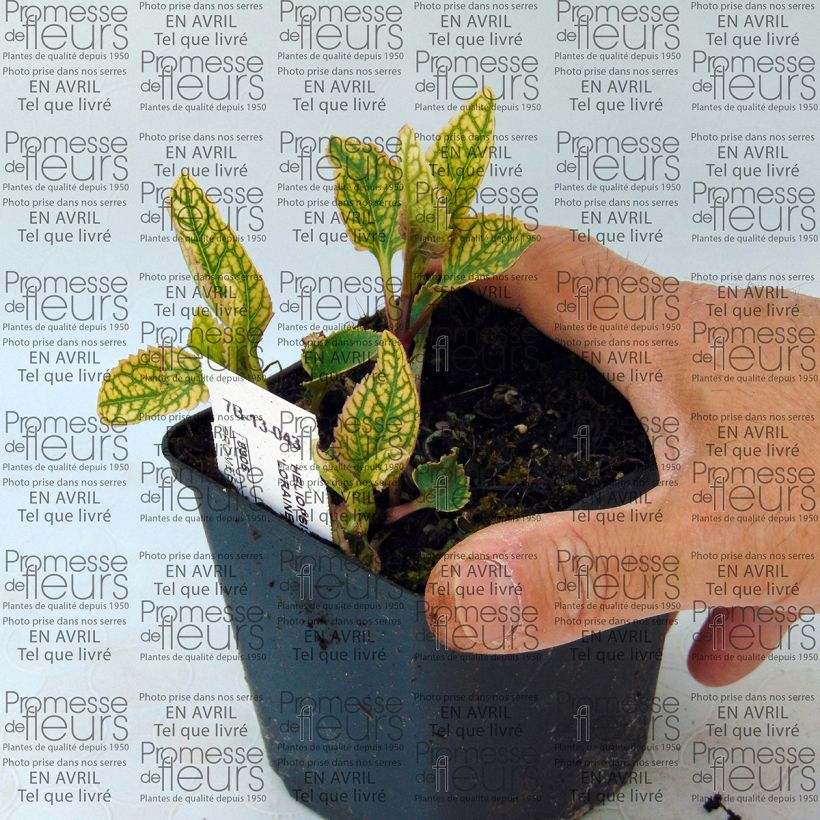 Example of Heliopsis helianthoïdes Loraine Sunshine - Héliopsis faux hélianthe Godet de 8/9 cm as you get