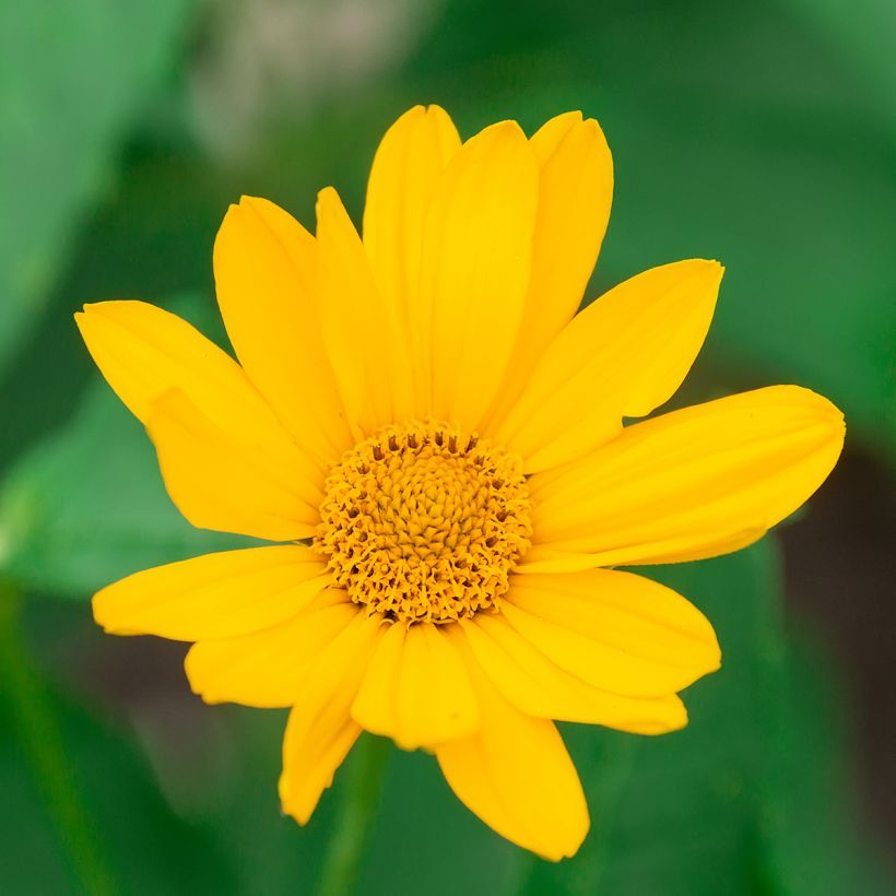 Heliopsis helianthoides Tuscan Sun - Héliopsis faux-hélianthe. (Flowering)