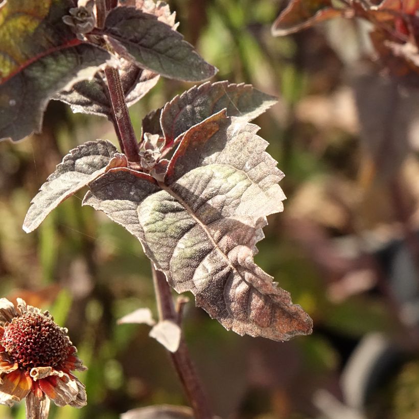 Heliopsis helianthoides var. scabra Fire Twister - Héliopsis faux-hélianthe (Feuillage)