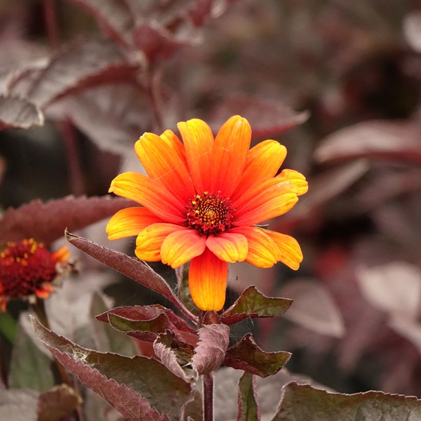 Heliopsis helianthoides var. scabra Fire Twister - Héliopsis faux-hélianthe (Floraison)