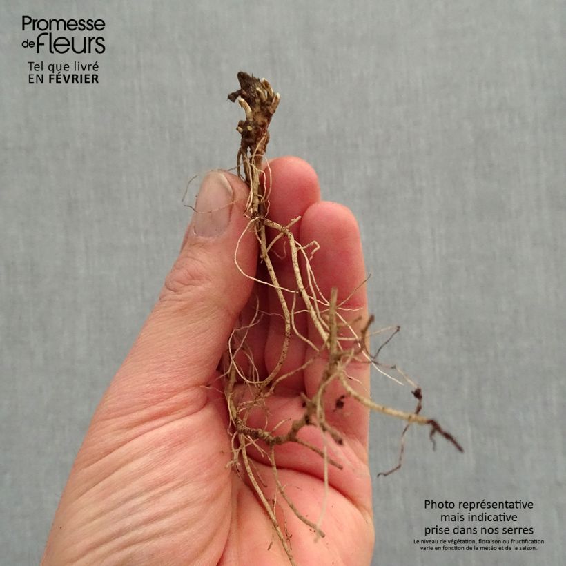 Spécimen de Heliopsis helianthoides var. scabra Fire Twister - Héliopsis faux-hélianthe Racines nues, Qualité premium tel que livré en hiver