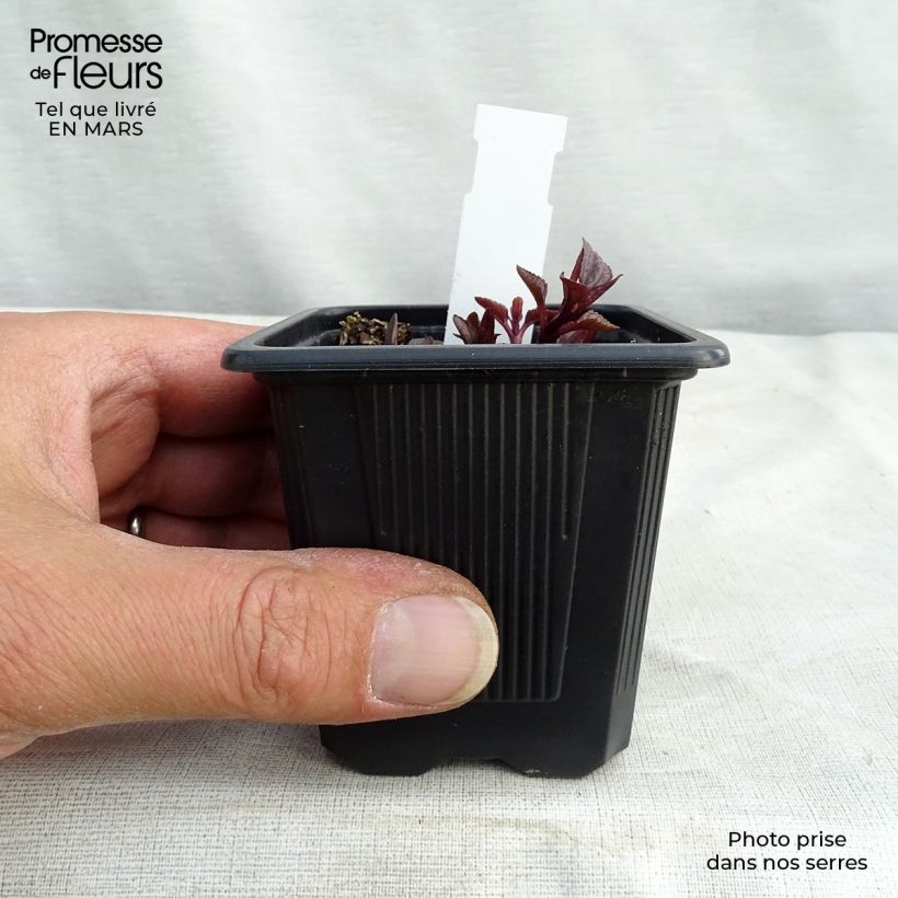 Spécimen de Heliopsis helianthoïdes var. scabra Summer Nights Godet de 8/9 cm tel que livré au printemps