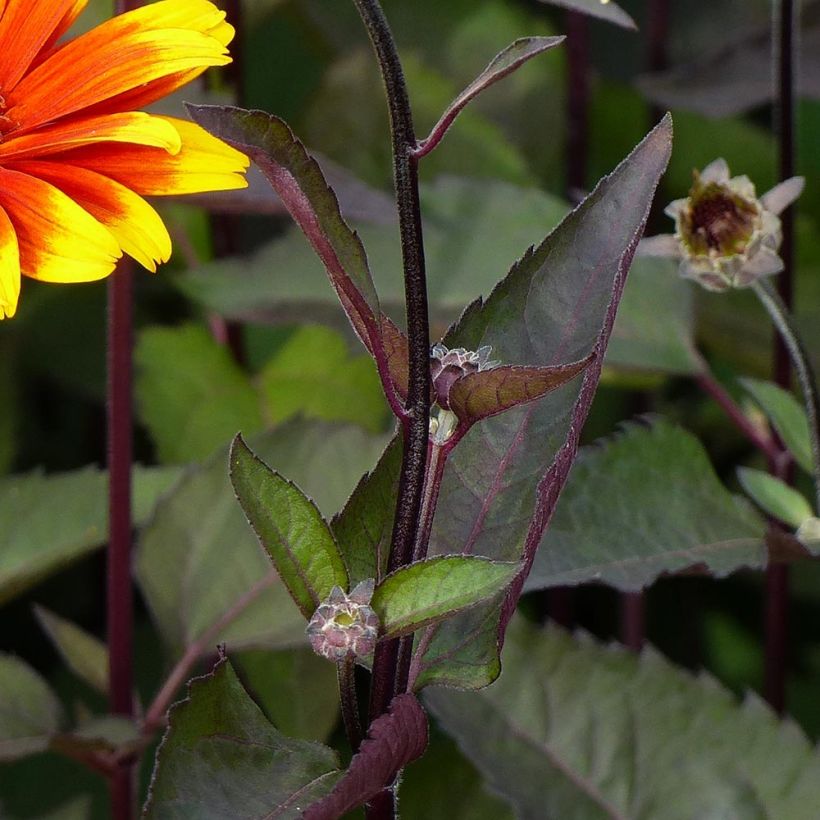 Heliopsis helianthoides Burning Hearts - Héliopsis faux hélianthe  (Foliage)