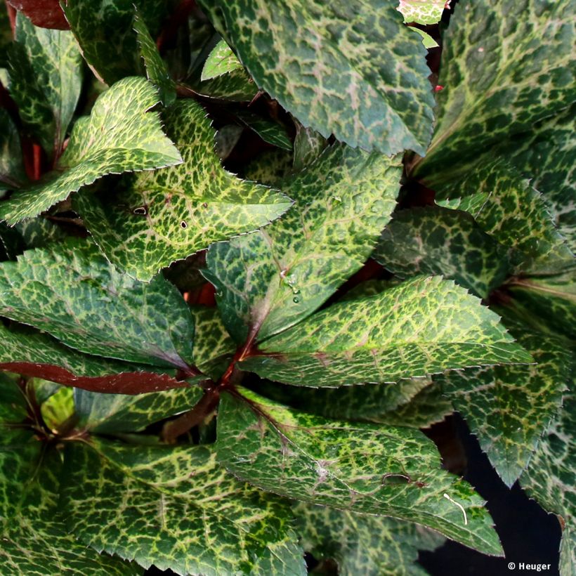 Hellébore HGC Ice n' Roses Mona Marble (Feuillage)