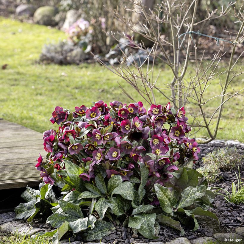 Hellébore HGC Ice n' Roses Mona Marble (Port)