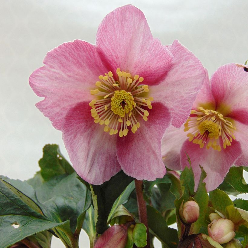 Hellebore Madame Lemonnier - Helleborus niger (x) orientalis (Floraison)