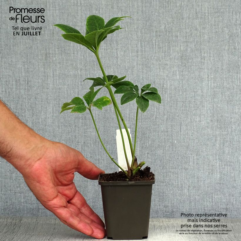 Spécimen de Hellebore Orientale en mélange Godet de 8/9 cm tel que livré en été