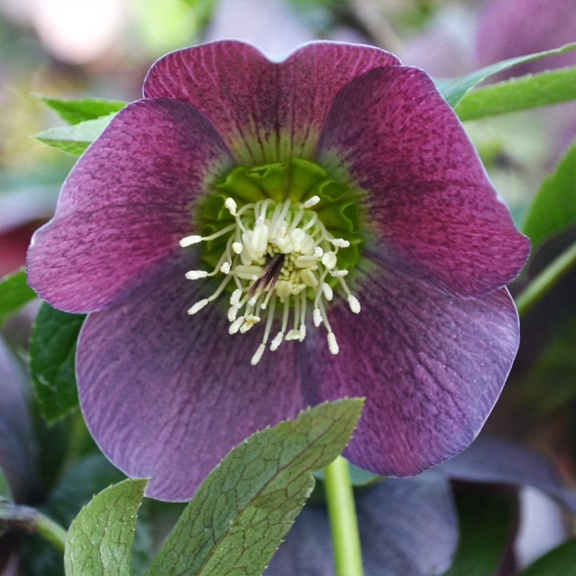 Hellébore orientale ViV Batista (Floraison)