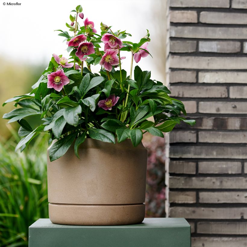 Hellébore orientale ViV Batista (Port)