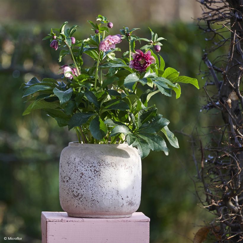 Hellébore orientale ViV Catharina (Port)